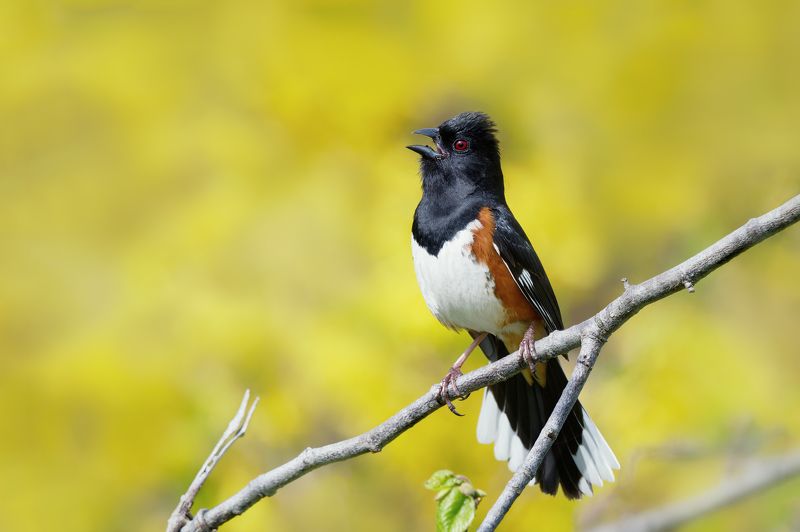 Воробьище фото превью