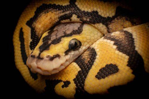 Ball Python