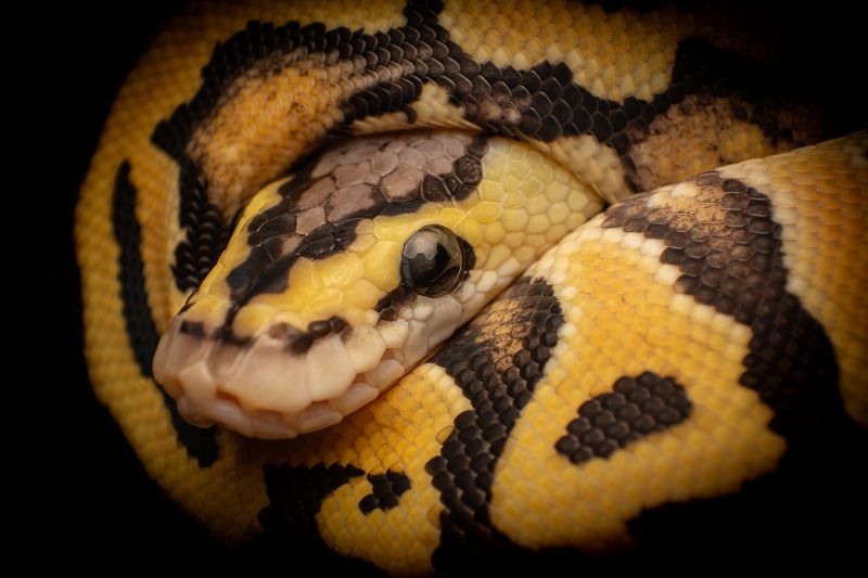 macro, nature, snakes, reptiles Ball Python фото превью