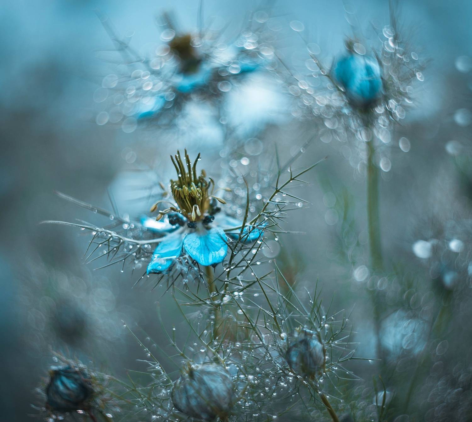 , Лапшина Владлена