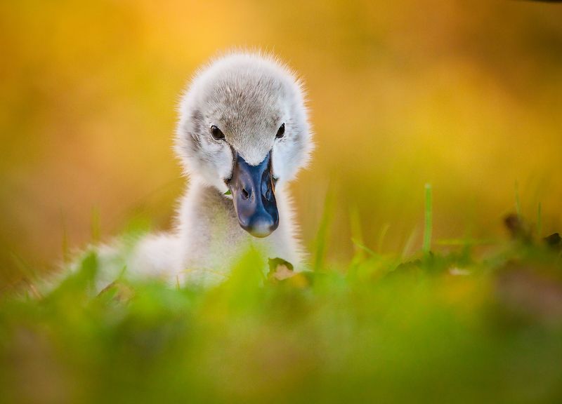 Black swan baby фото превью