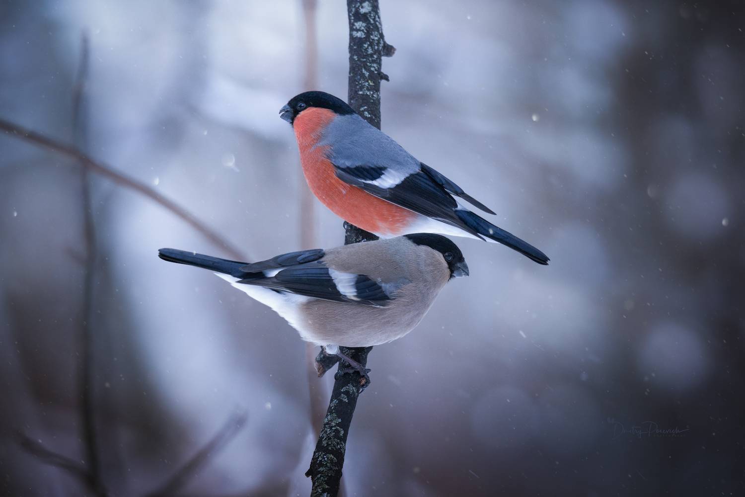 природа, лес, поля, огороды, животные, птицы, макро, Посевич Дмитрий