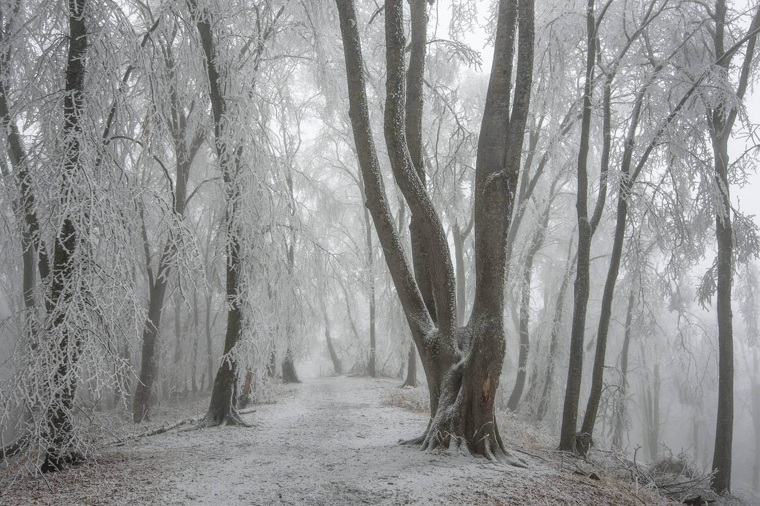 , Хасан Журтов