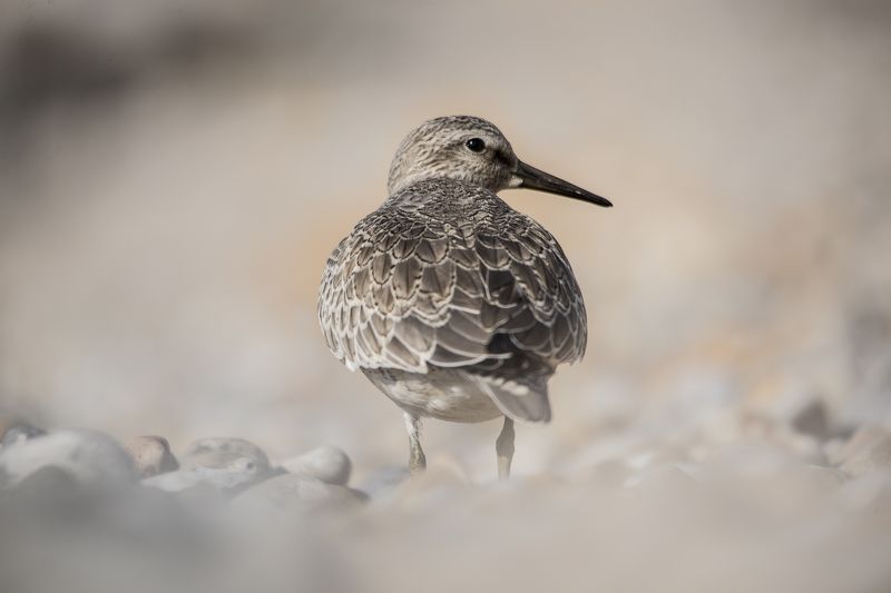 coast, great britain, purple sandpiper, birds, bird, animals,  purple sandpiper  фото превью