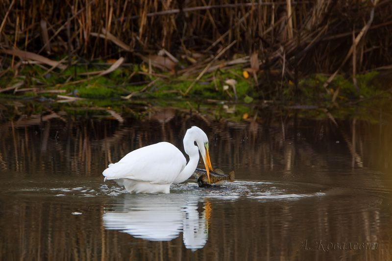Ротан на обед фото превью