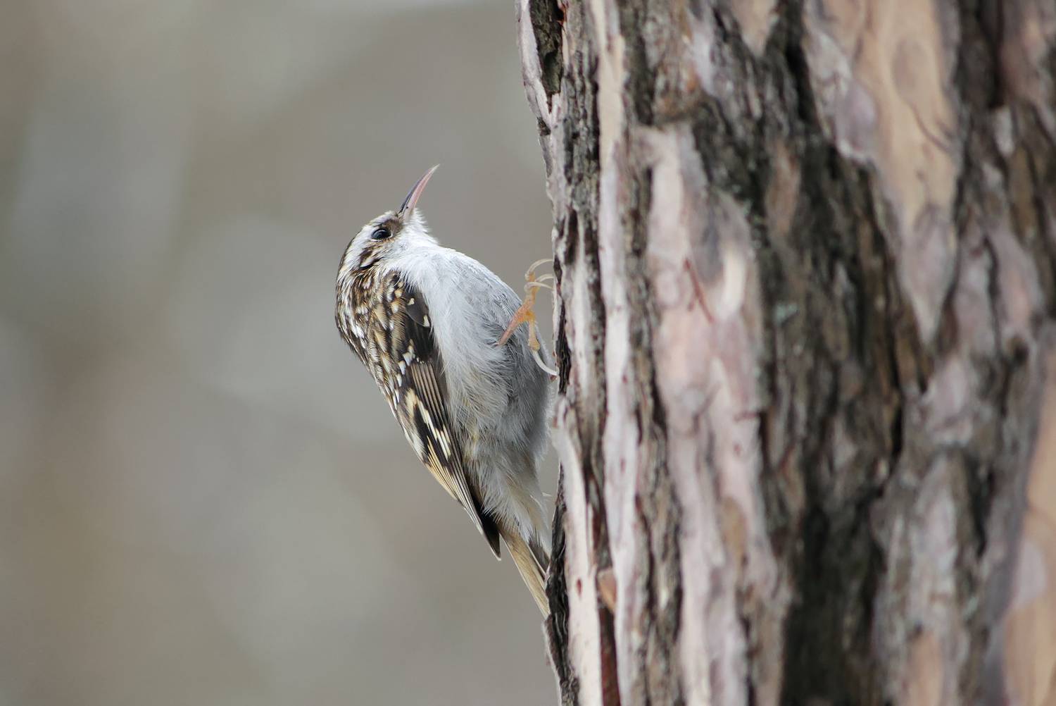 обыкновенная пищуха, certhia familiaris, КарОл