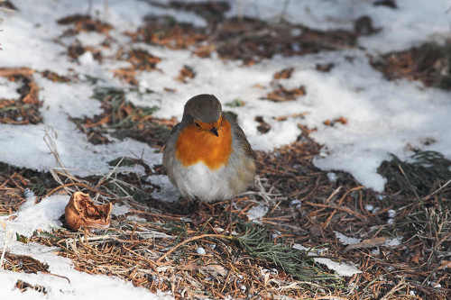 Erithacus rubecula