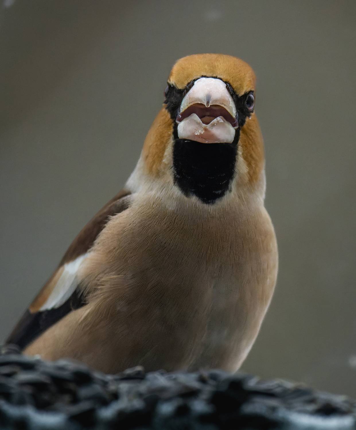 , Дэм Константин