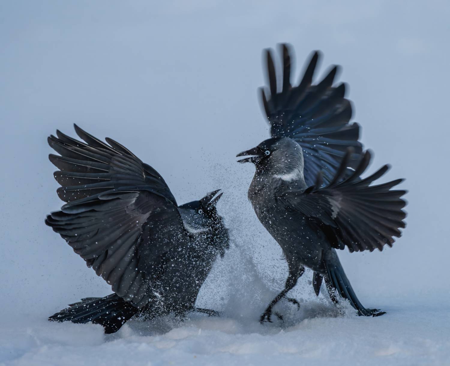 , Дэм Константин