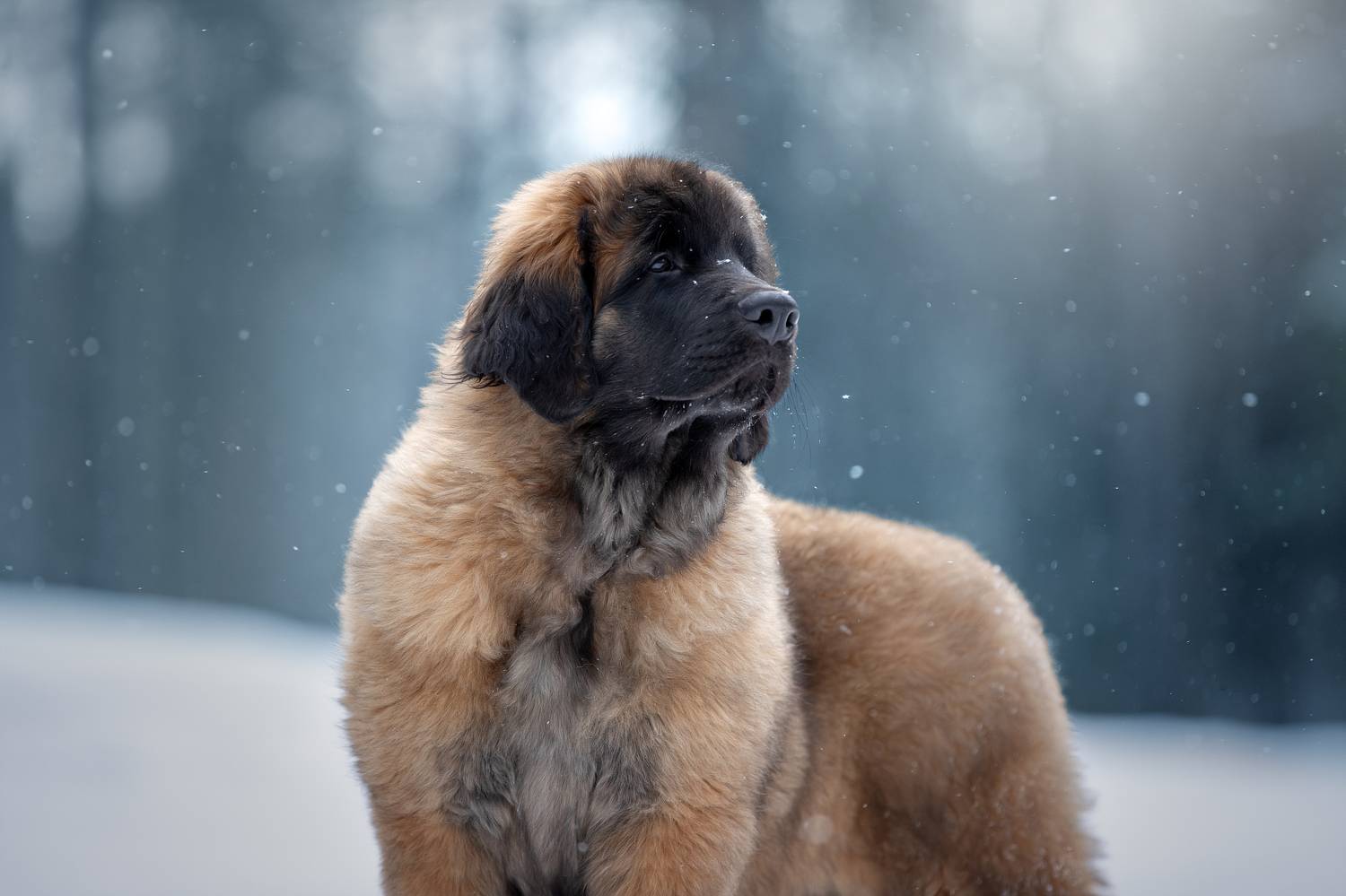 , Светлана Писарева