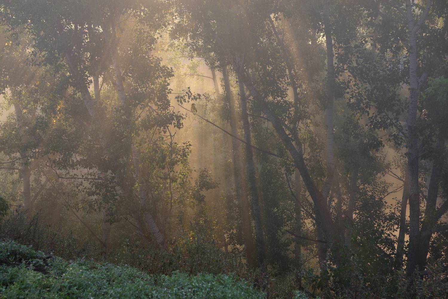 , Константин Буркин