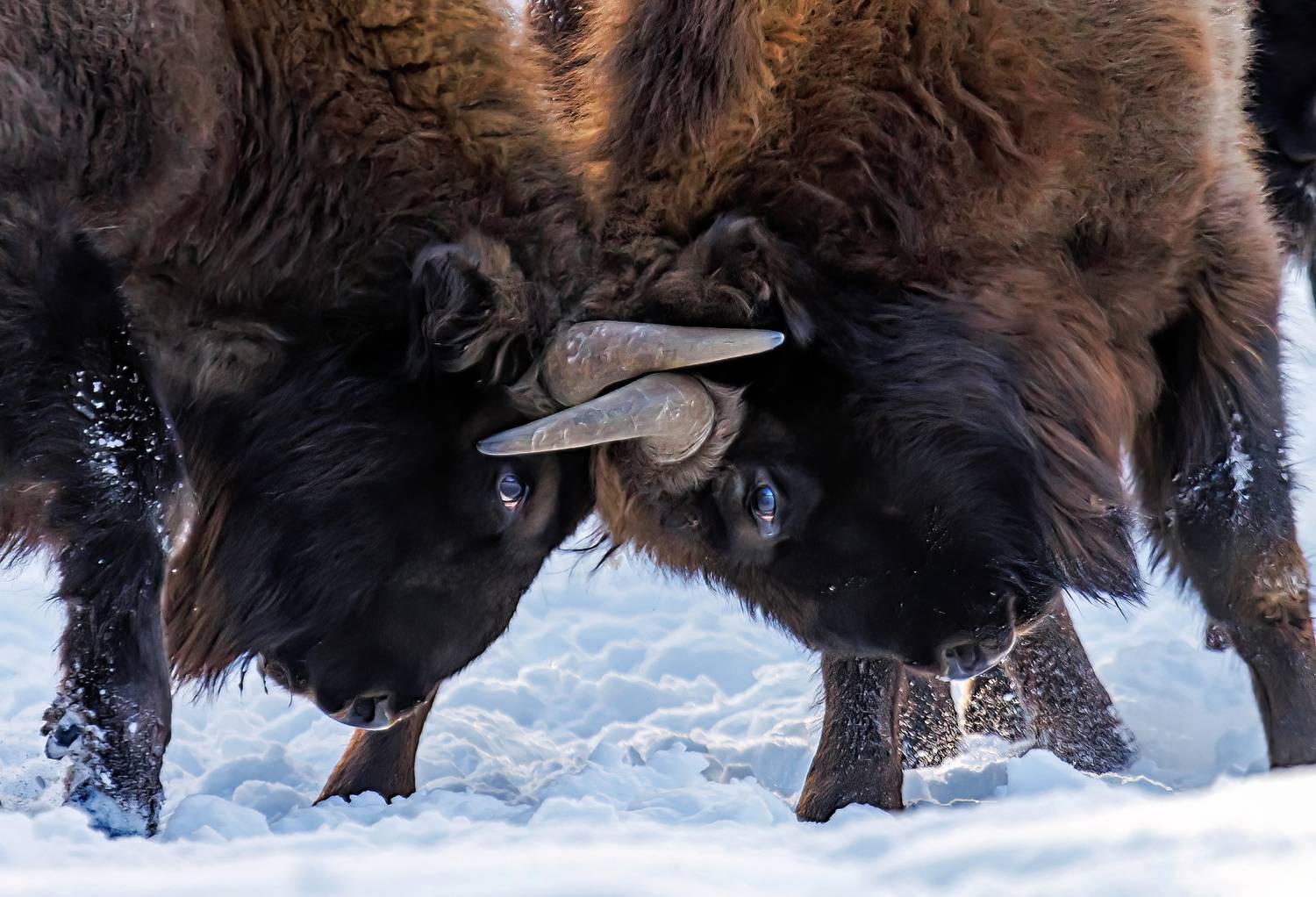 , Волынский Виктор