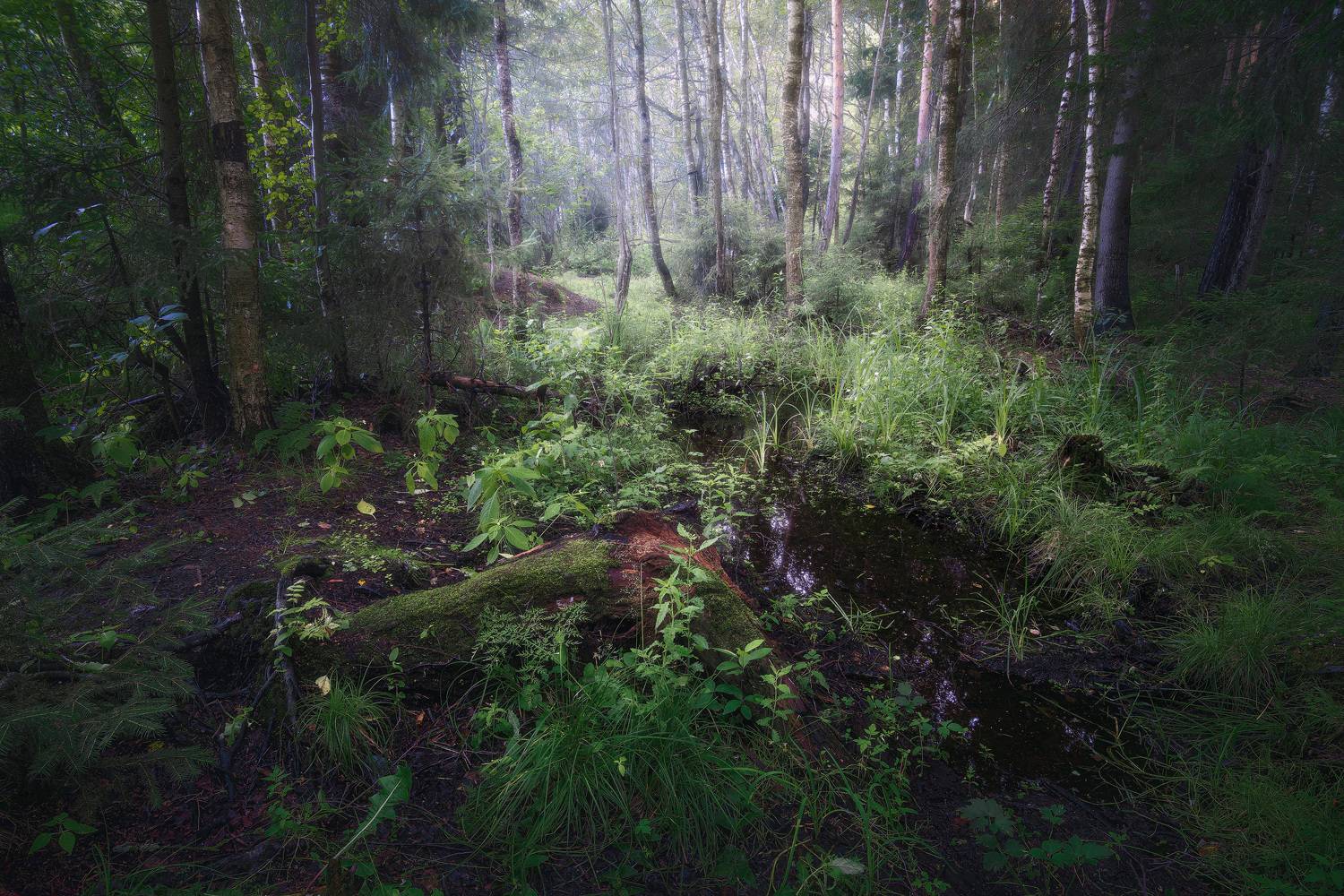 лес, деревья, листва, лето, Валерий Вождаев