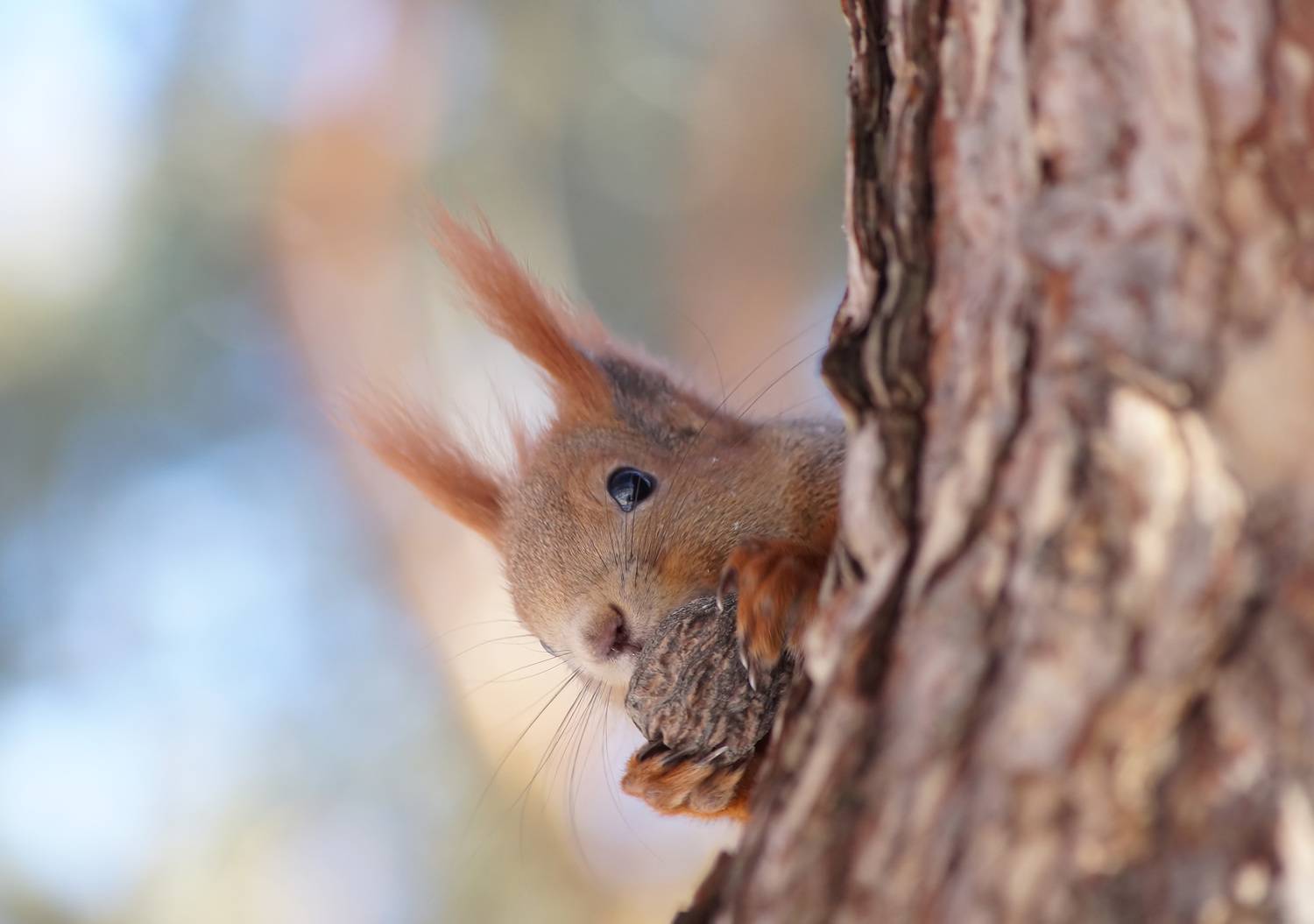 Белка, Чепленко Алексей