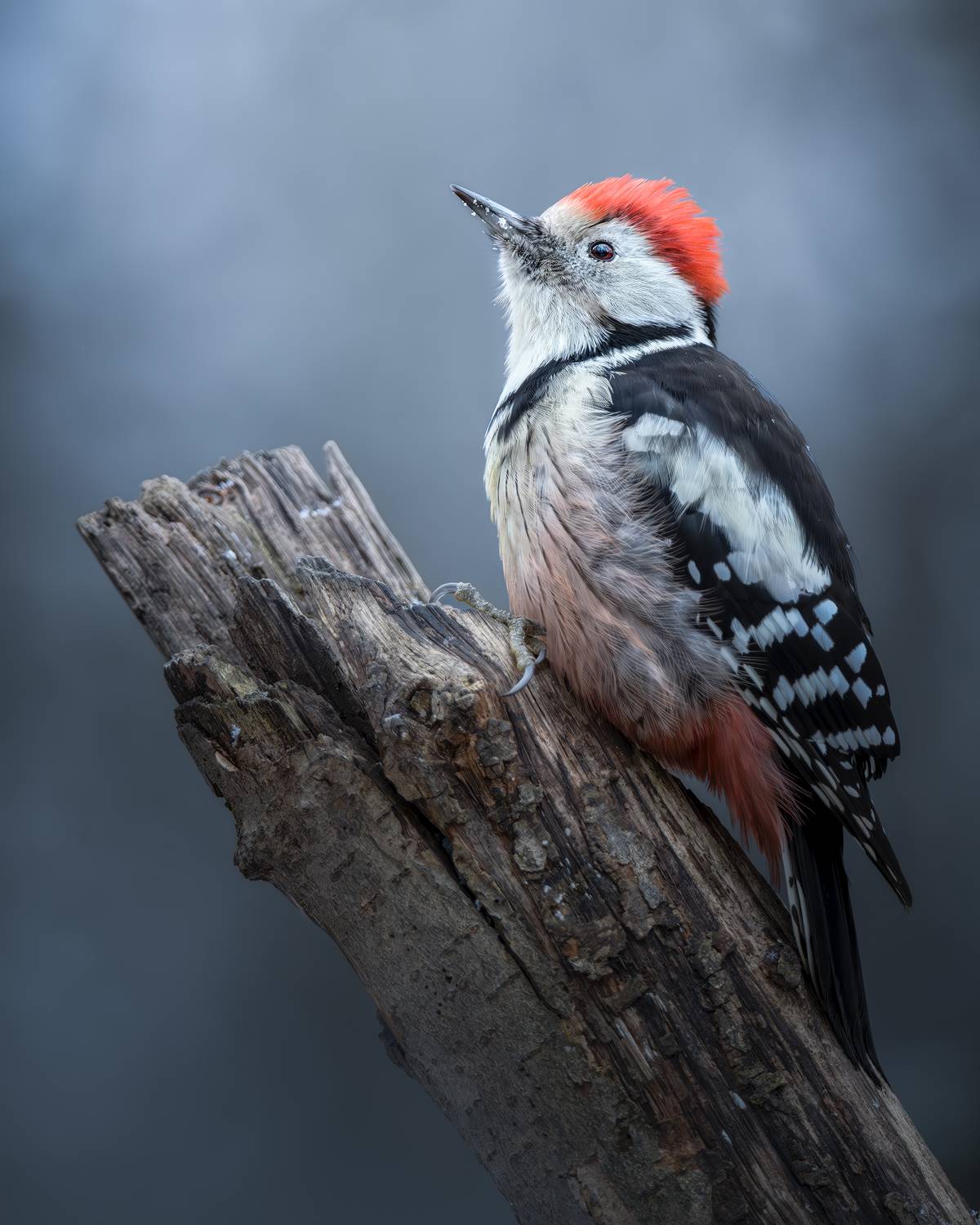 , Поляков Михаил