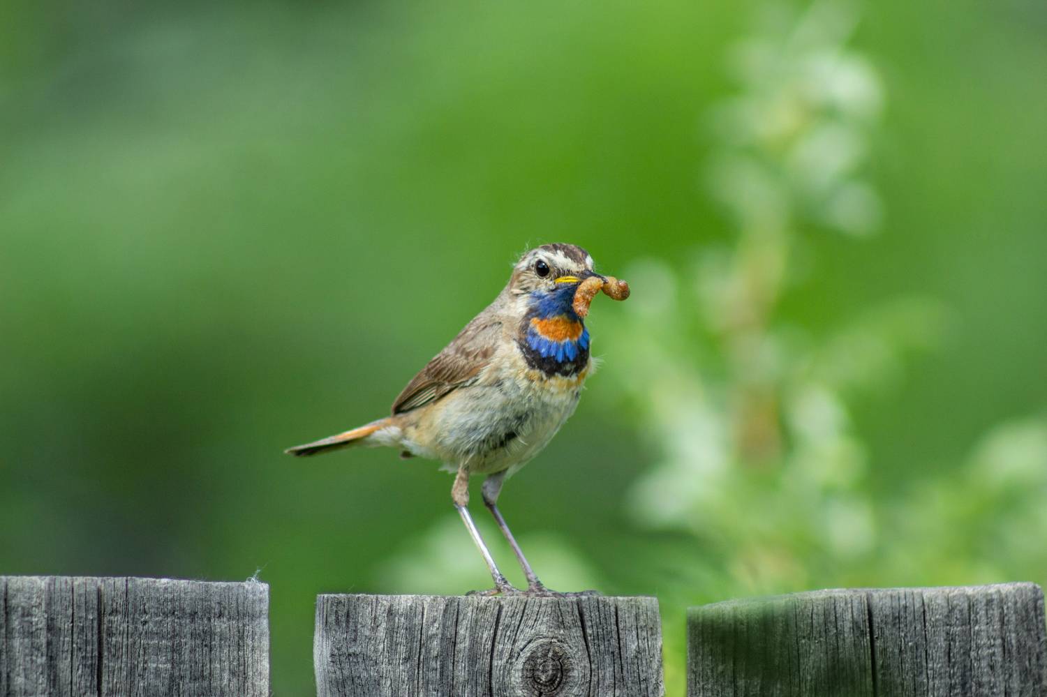 варакушка, Александр Канцур