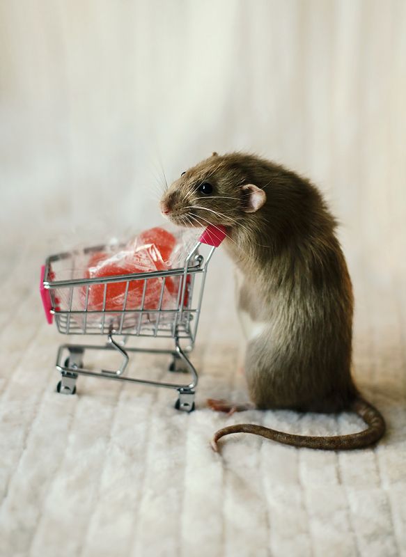 rat, valentine, love, holiday, mammal, крысы, праздник, фотография, портрет Happy Valentine\'s Day фото превью