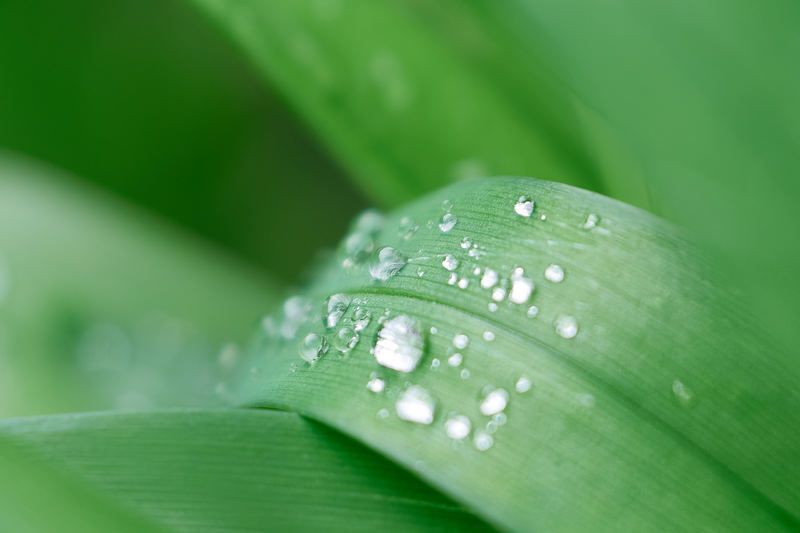 Капельки росы фото превью