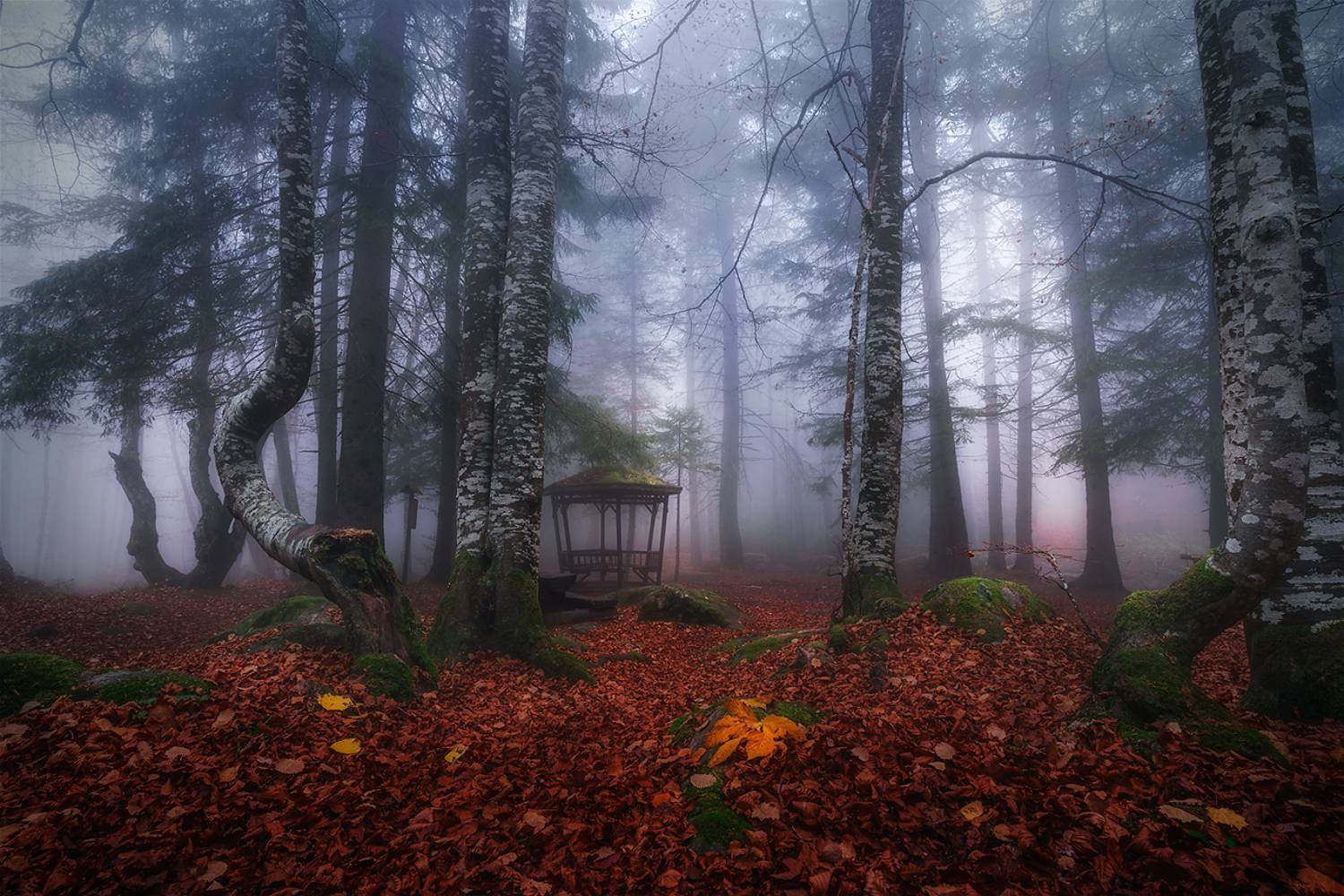 landscape nature scenery forest wood autumn mist misty fog foggy river longexposure mountain rocks vitosha bulgaria, Александров Александър