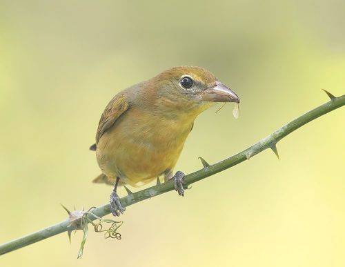 Summer tanager, female - Алая пиранга, самка