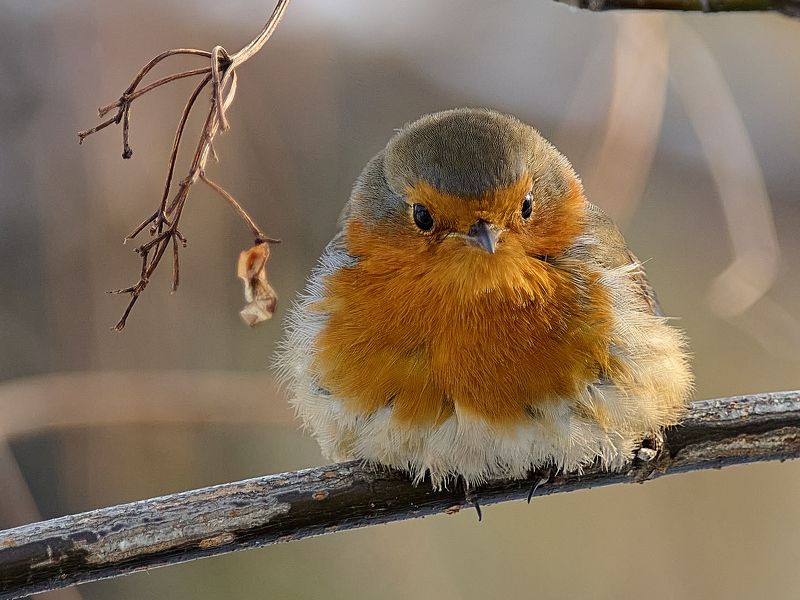 птицы, малиновка, зарянка Малиновка фото превью