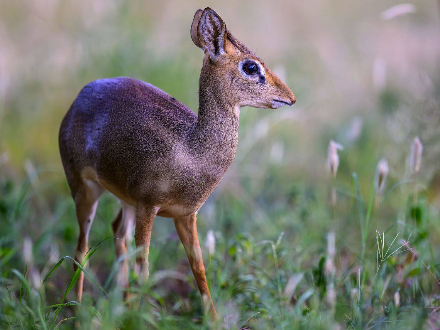 , Пупонин Сергей