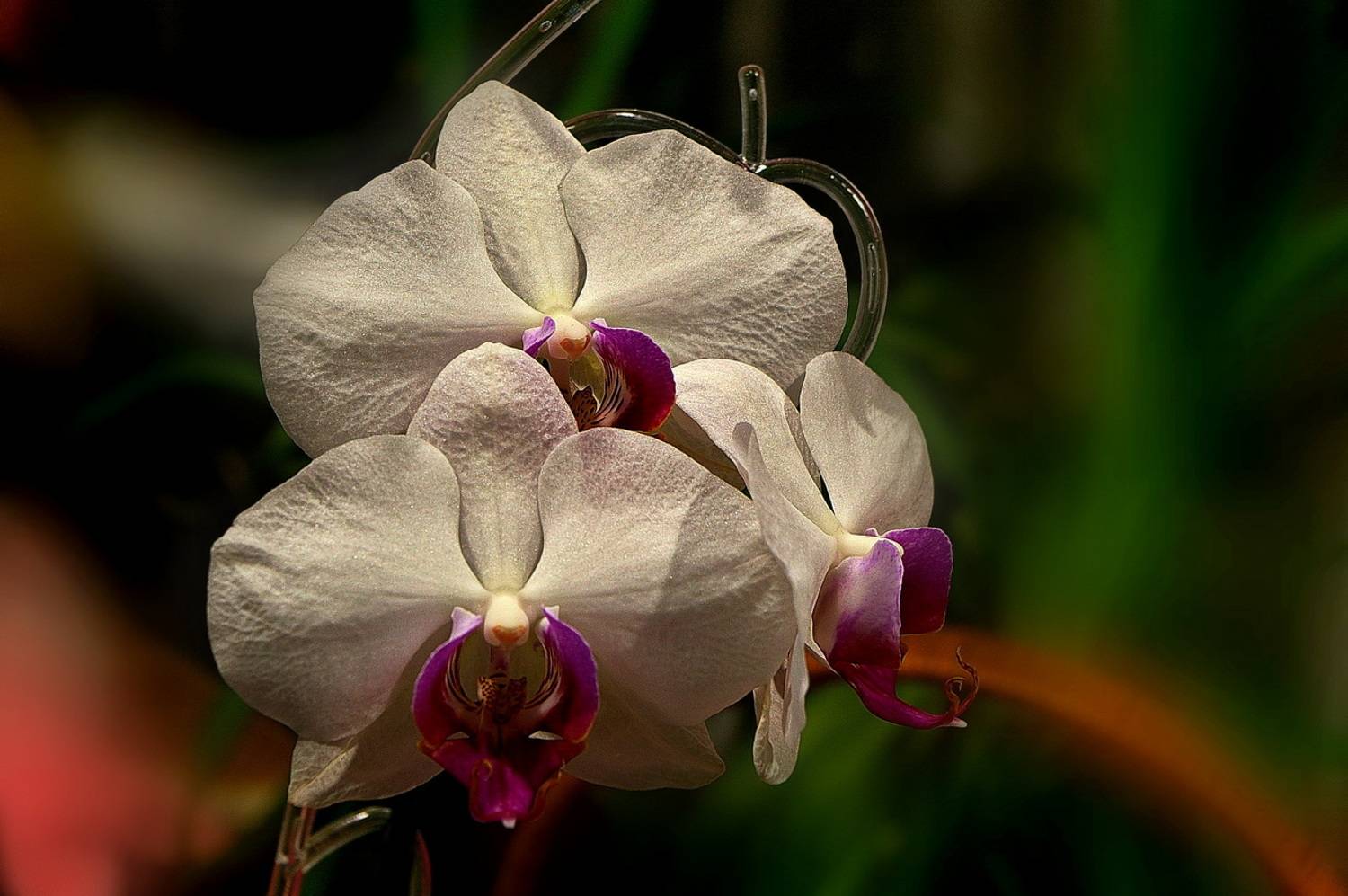 , Николаев Владимир