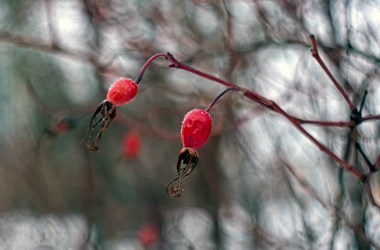 , Орлов Олег