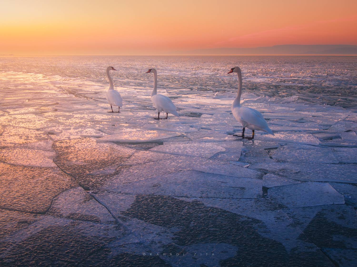 hungary, ice, winter, frozen, lake, balaton, landscape, sunset, waves, ice bubbles, swan, animals, birds, Kar&aacute;di Zita