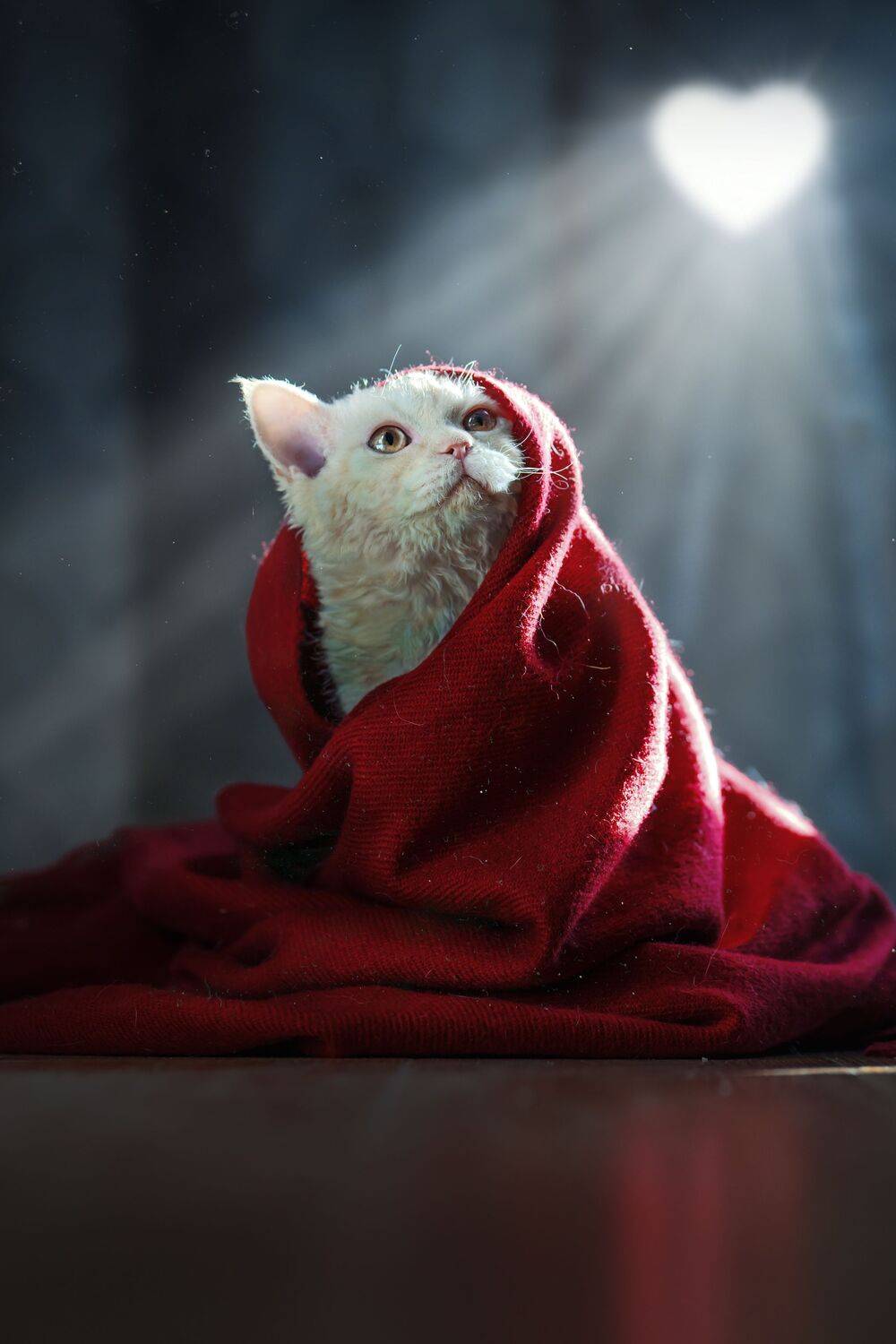 , 宠物摄影师狗哥