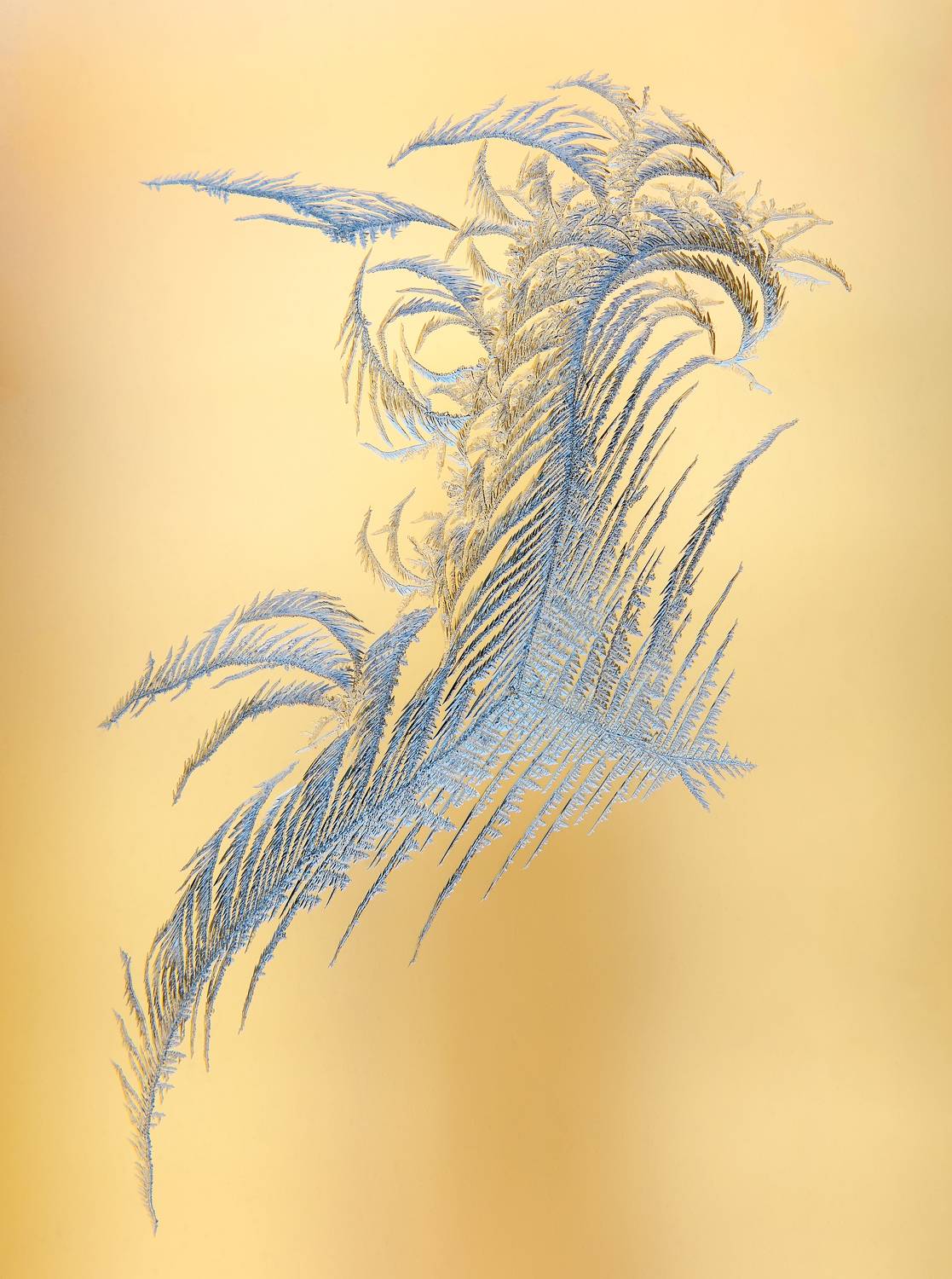 ледяной дракон, мороз, окно, стекло, узоры, дендриты, Павел Черенков