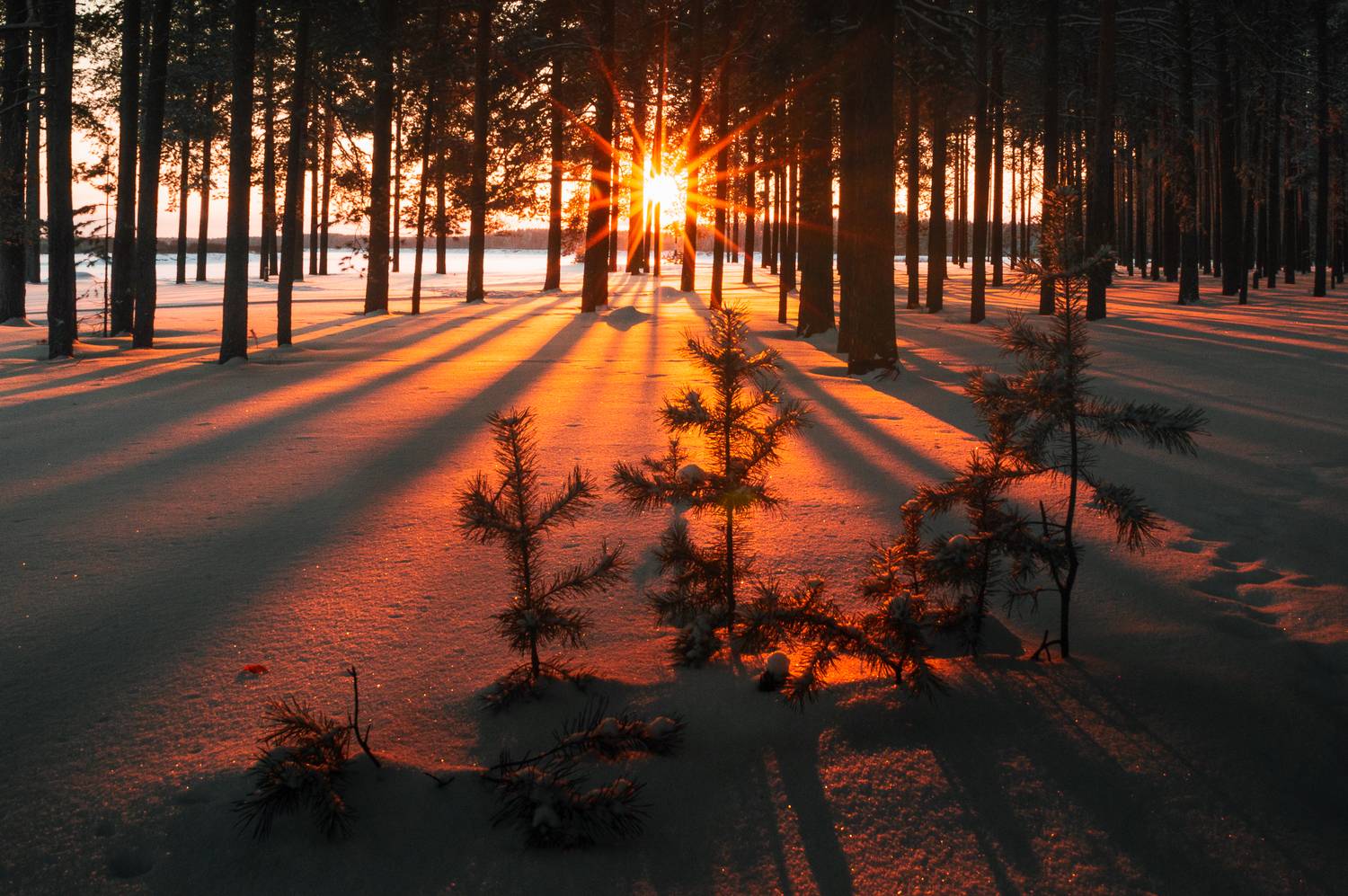 пейзаж, природа, зима, снег, лес, закат, республика коми, Mysov Ivan