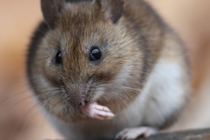 животные, природа, млекопитающие, мыши, желтогорлая мышь, анималистика Лапочка фото превью