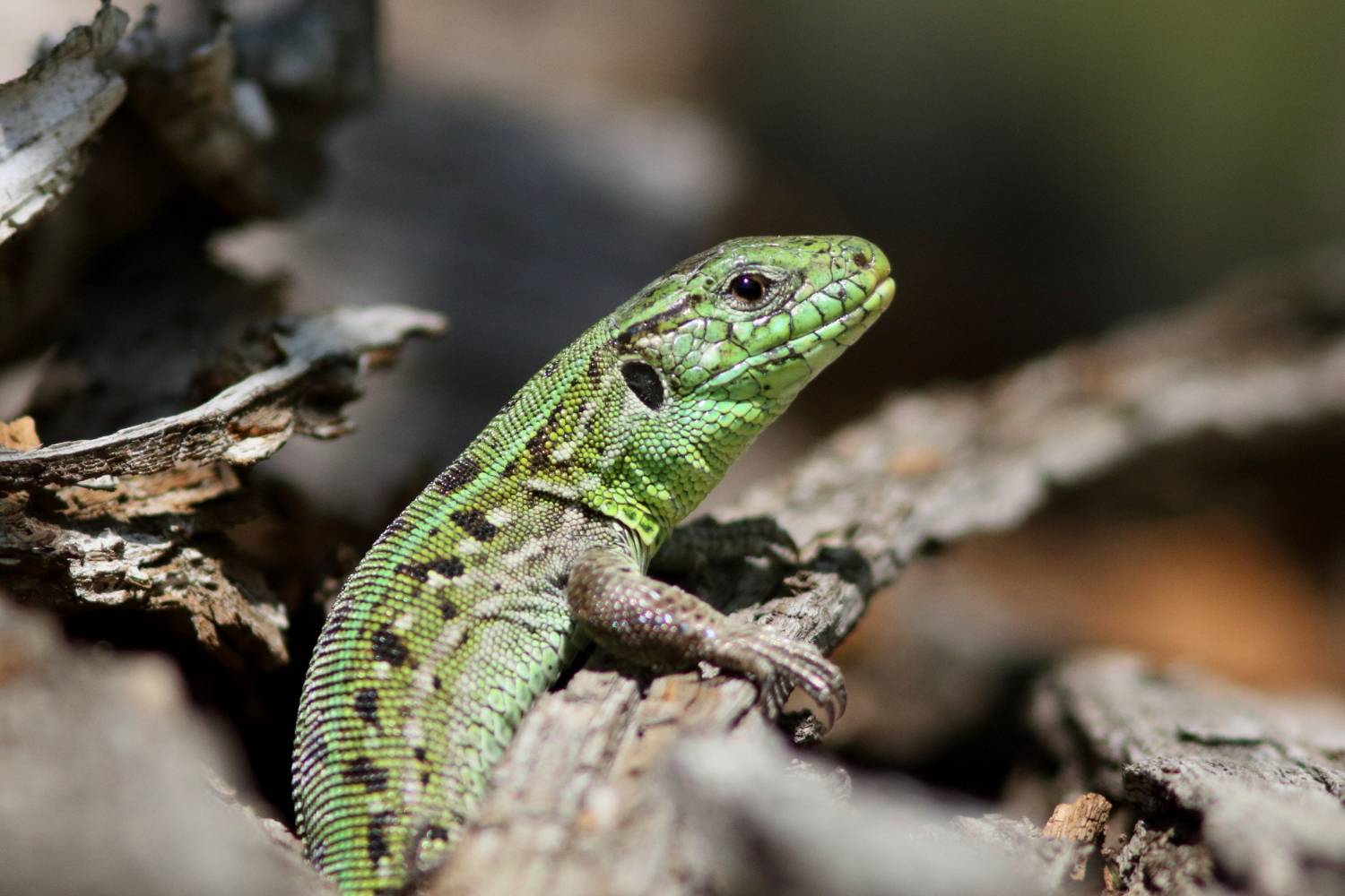 животные, природа, пресмыкающиеся, ящерица, анималистика, Владимир Шебаршенко