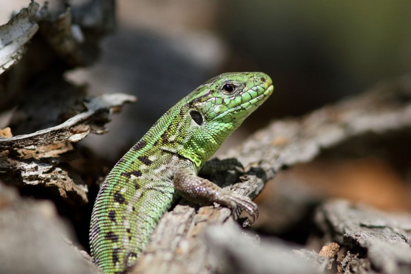 животные, природа, пресмыкающиеся, ящерица, анималистика Зеленый дракон фото превью