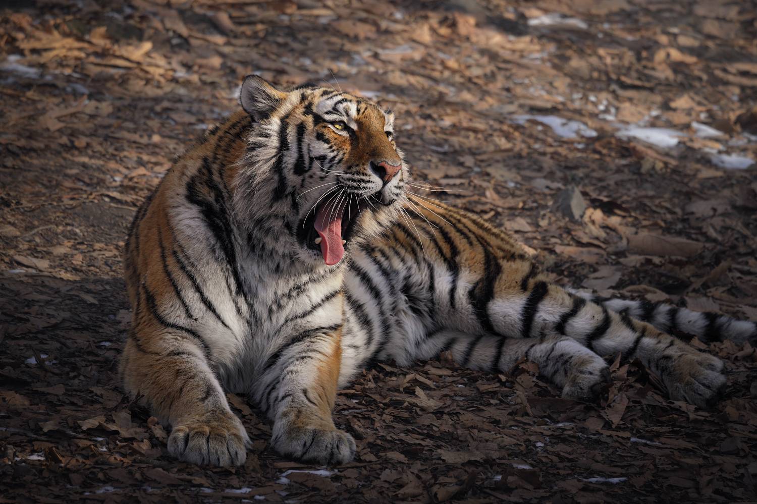 тигр, большие кошки, сафари, Андрей