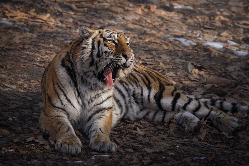 тигр, большие кошки, сафари Сонный фото превью