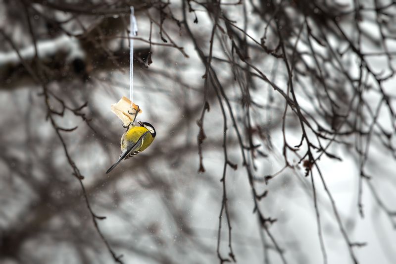 Птичка-синичка фото превью