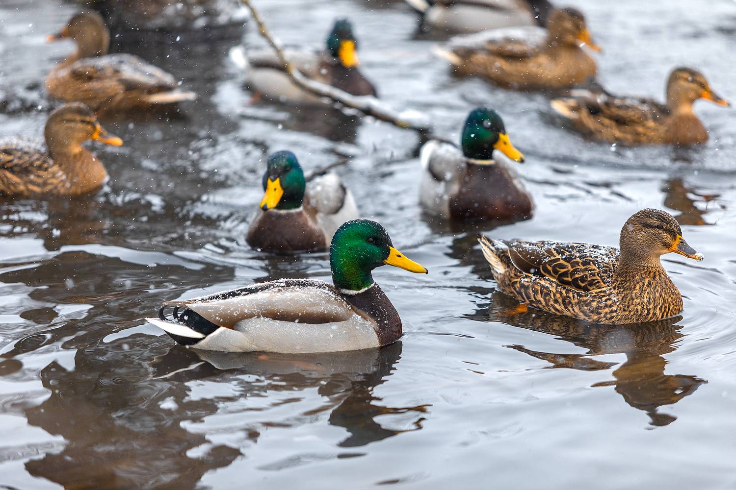 , Алексей Бондаренко