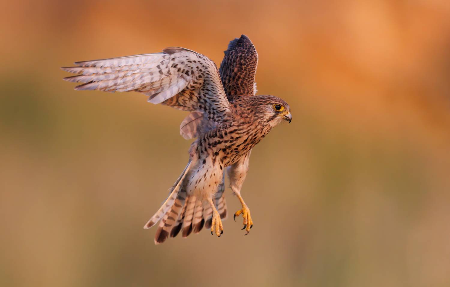 , Фруман Евгений