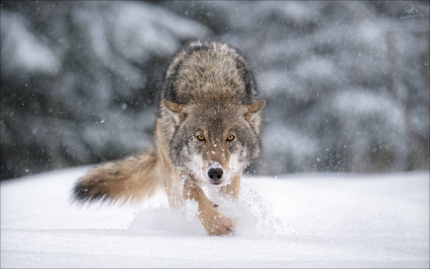 красный бор, заказник красный бор, волк, фототур в красный бор, wolf, красная шапочка, Влад Соколовский
