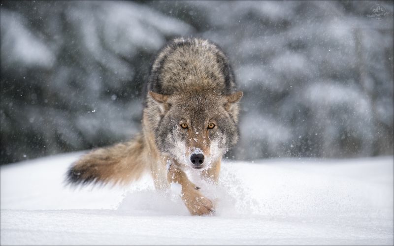 красный бор, заказник красный бор, волк, фототур в красный бор, wolf, красная шапочка Я в поросятах знаю толк .. фото превью
