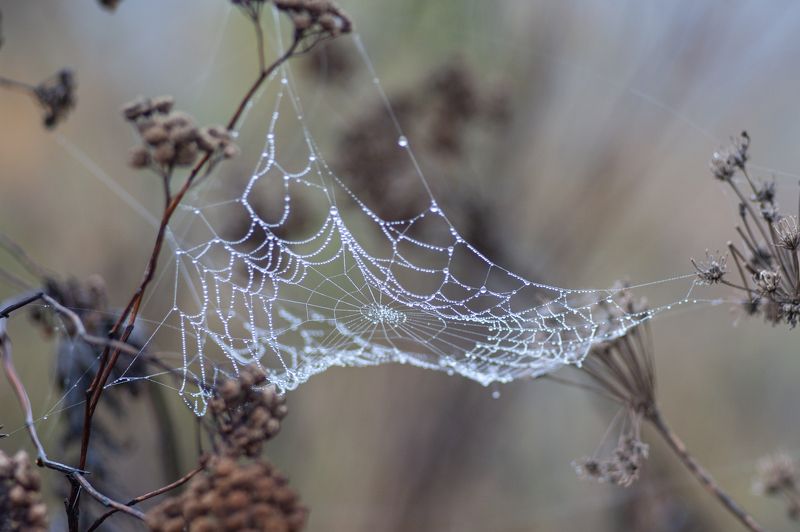 Осенние паутинки фото превью
