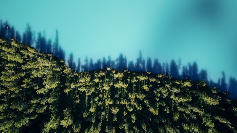 Лес фото превью