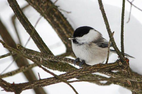 Буроголовая гаичка (Poecile montanus).