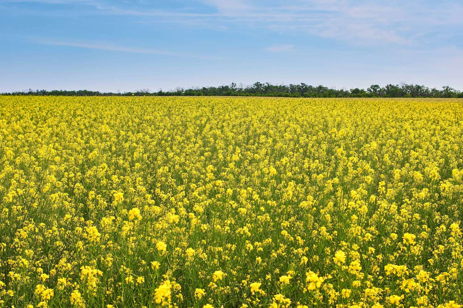 Mustard field, mustard, , Сторчилов Павел