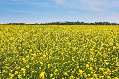 Mustard field
