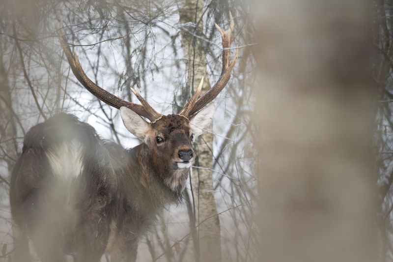Пятнистый олень, Cervus nippon, Февраль 2024 фото превью