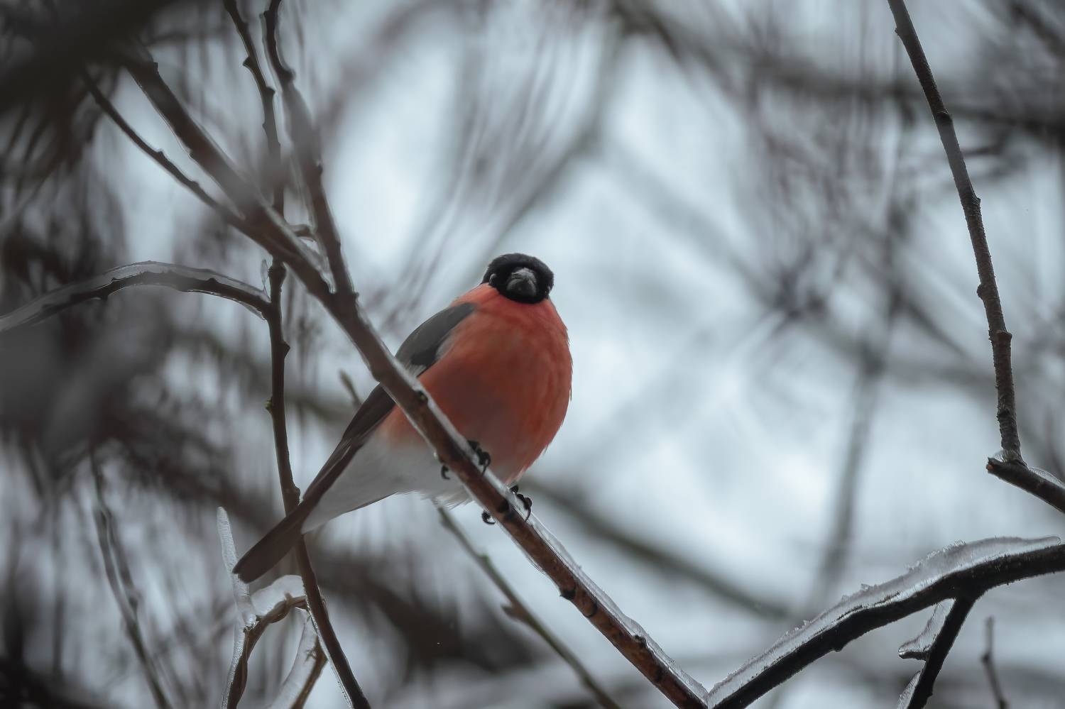 , Денис Пронин