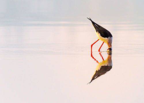 Black-winged stilt